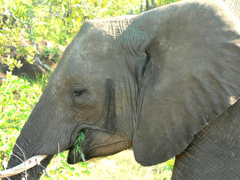JAR 136_sl.JPG - Sloni velmi inteligentně spásali trávu. Když ji vytrhli i s hlínou, tak ji několikrát omlátili o své tělo, aby jedli pouze zelené.